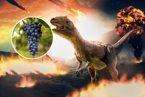 Dino Extinction Paved Way for Grapes—and Wine—to 'Spread Across the World'