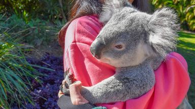 Koala cuddles banned at popular Australian sanctuary visited by Taylor Swift and Vladimir Putin