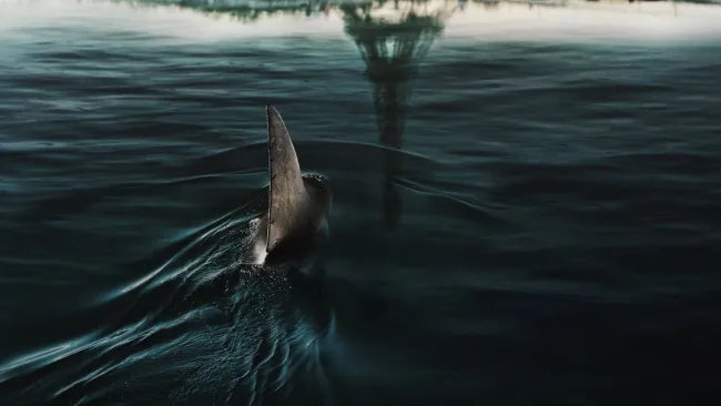 Court denies takedown request for hit Netflix shark thriller amid plagiarism court case