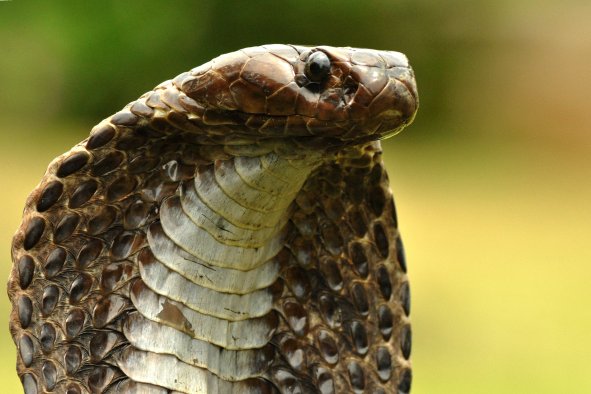 Man Bites Snake to Death After It Attacked Him