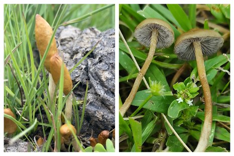 Scientists Discover Two New Species of Hallucinogenic Mushroom