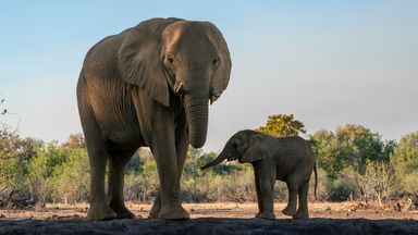 Spanish tourist killed by elephant 'defending its young' after man left vehicle to take photos