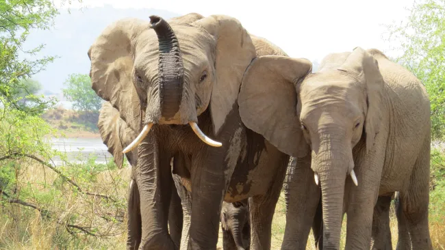 Safari tourist crushed to death by elephants after leaving car ‘for a close-up’