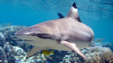 Shark attacks teenager during lifeguard training camp in Florida