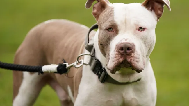 XL bullies to be banned in Ireland after woman mauled to death by ‘dangerous dog’