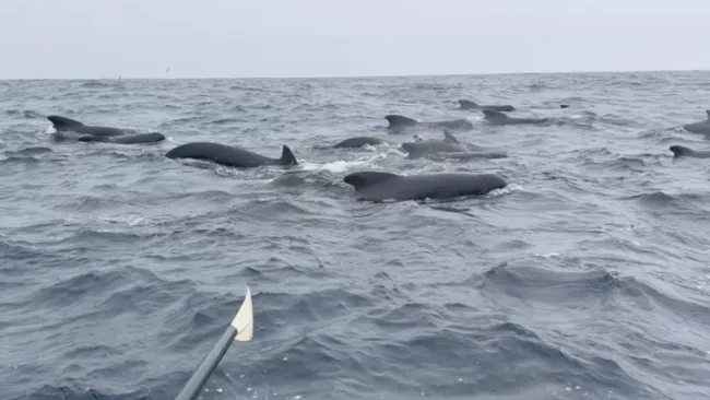 More than 1,000 whales escort man rowing solo across the Atlantic