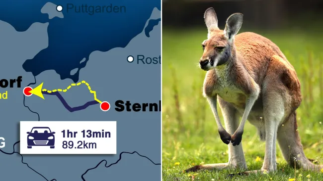 ‘Giant’ kangaroo missing since New Year’s Eve found 50 miles from home