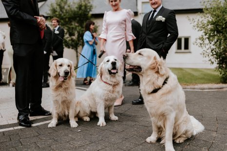 What Happened When Couple Invited Guests' Dogs to Wedding: 'Heaven'