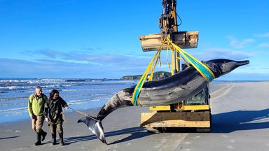 One of the world's rarest whales may have washed up on New Zealand beach, say experts