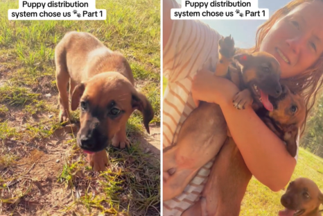 Moment Woman Is Chosen by the Puppy Distribution System: 'Best. Day. Ever'