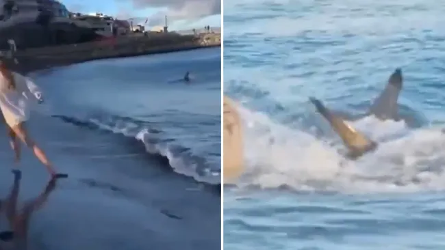 Beachgoers scream after seven foot shark found swimming near British tourist hotspot