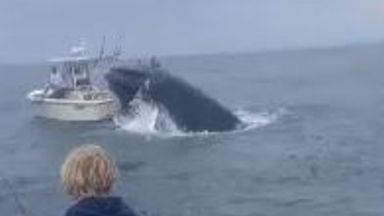 Breaching whale capsizes fishing boat off New Hampshire coast