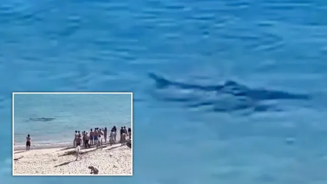 Shark spotted swimming just yards from popular tourist beach