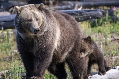 Man Punches Mama Bear In Face To Escape Grizzly Attack