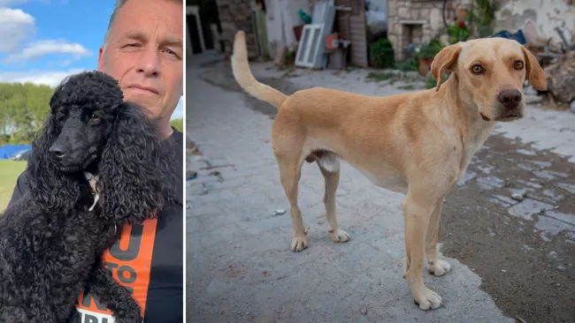 Chris Packham unleashes scathing attack on country’s proposal to kill stray dogs