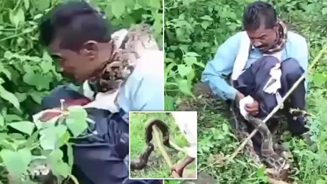 Man snared by 17-foot python saved by brave bystanders who axed reptile to pieces