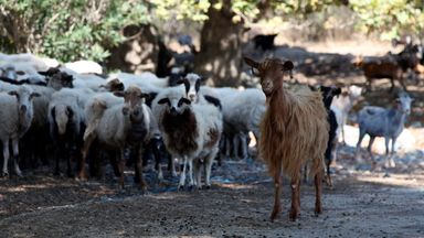 Greece bans movement of goats and sheep to combat spread of 'goat plague'