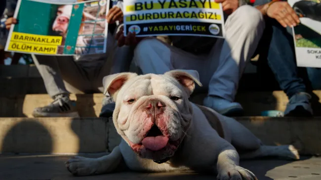 Turkey approves ‘massacre law’ which could see millions of stray dogs euthanised