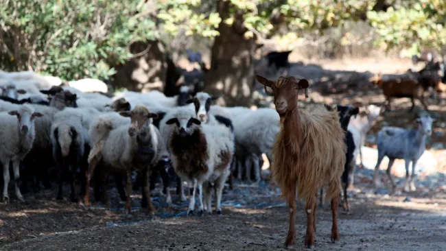 ‘Goat plague’ with 70% mortality rate spreading in animals across Greece