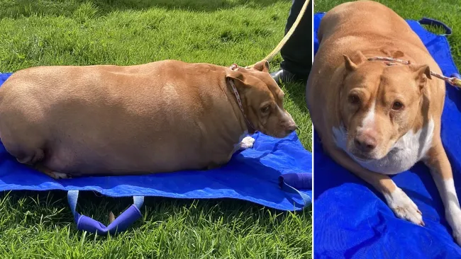 Woman jailed for over-feeding her dog so much he couldn’t move