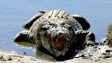 Crocodile killed 'after fatally attacking man on holiday with wife and children' in Australia