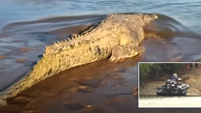 Man dragged underwater by crocodile while fishing with his family