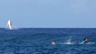 Whale interrupts Olympic surfing in spectacular fashion in Tahiti