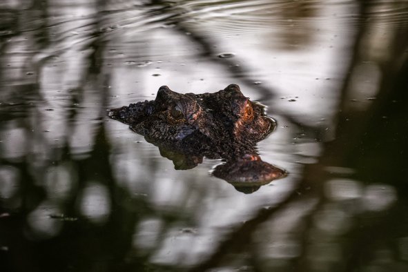 Father's Remains Found in 16-Foot Crocodile After Fatal Attack