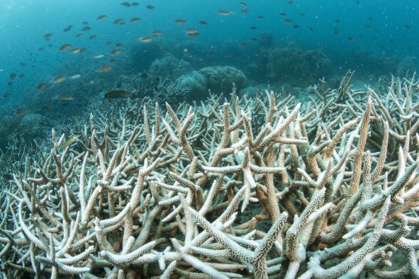 Great Barrier Reef Seas Hottest in 400 Years