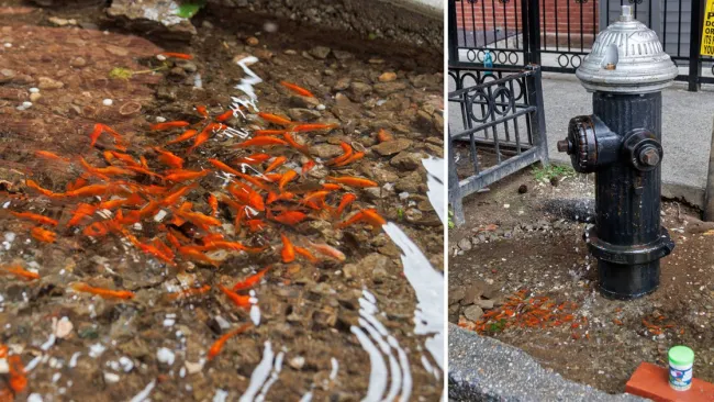 Locals turn leaky fire hydrant into tiny goldfish pond – not everyone is happy