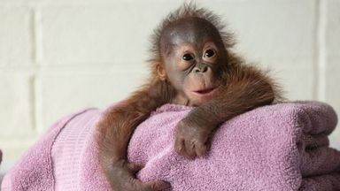 New mothers breastfeed in front of endangered orangutan to try to show her how to care for baby