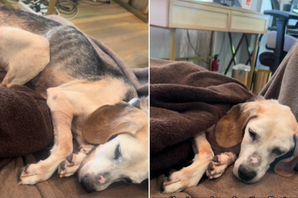 Beagle Abandoned Aged 10 in Horrific Condition: 'His Heart Was Broken'