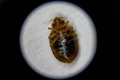 Olympics Athletes Screened For Bedbugs After Paris