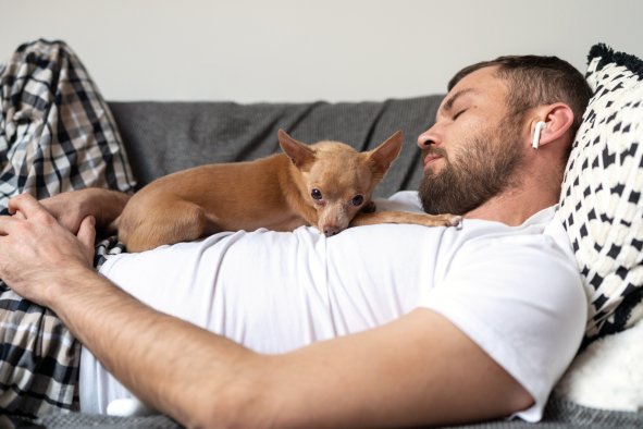 Delight at How Chihuahua Wakes Up Dad for Belly Rubs: 'Cute Overload'