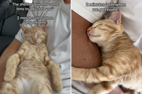 Rescue Cat Falls Asleep in New Owner's Arms Moment It's Adopted