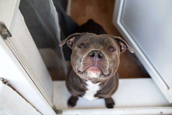 Dog's Reaction Every Time She Hears Mom Coming Home Melts Hearts