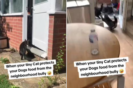 Hero Cat Comes To Rescue of Owner's Dogs Against 'Neighborhood Bully'