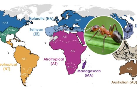 Map Reveals Ants' Nine Global 'Realms'