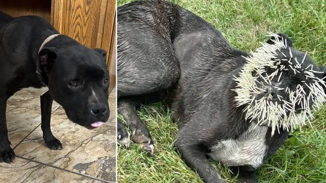 Rescue pup left with thousands of quills on his face after trying to eat porcupine