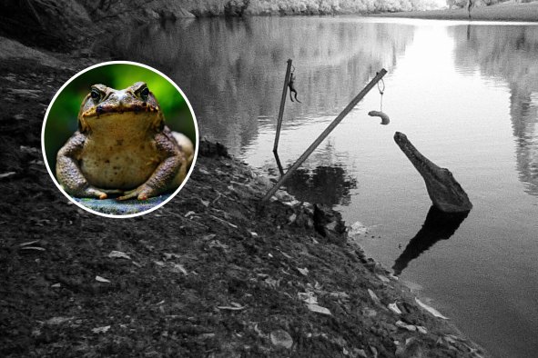 Crocodile Training Saves Reptiles From Toxic Toad Invasion