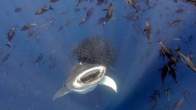 Science in pictures: Whale sharks, birds, coral and wasps win scientific photography competition