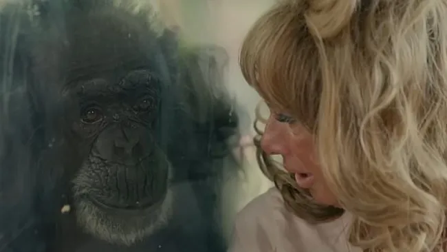 Viewers shocked by ‘Dolly Parton of chimps’ documentary that’s ‘crazier than Tiger King’