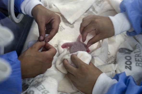 Second Set of Giant Panda Cub Twins Born to Same Mom