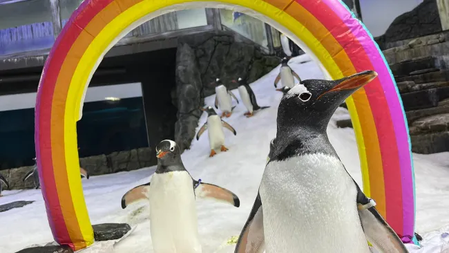 Same-sex penguin mourns death of his partner by bursting into song