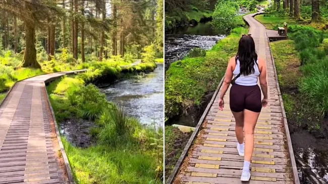 Visitors compare this ‘picturesque’ forest to Canada or Alaska — but it’s in the UK and completely free