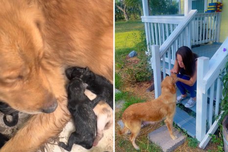 Woman Tries To Save Golden Retriever Puppies as Mom Is Dumped Under House