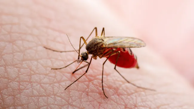 Two more people die from West Nile virus after being bitten by mosquitos