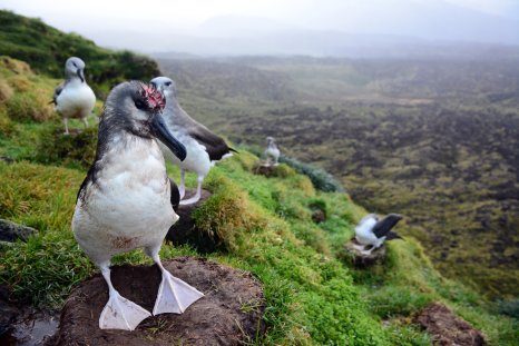 Officials To Bomb Albatross-Eating Mice, Solve Problem 'Once and for All'