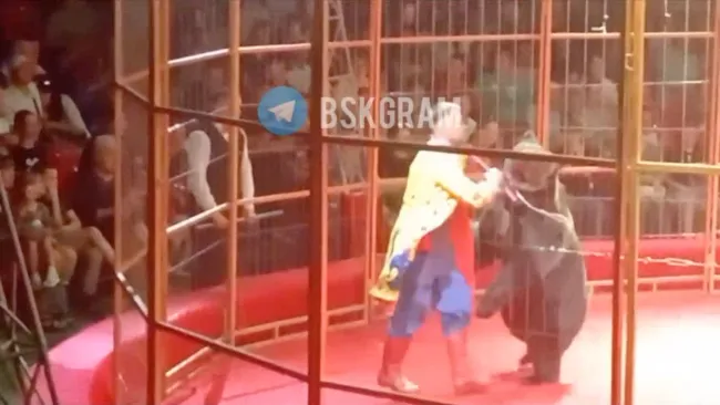 Circus performer gnawed by 35-stone bear struggles to break free