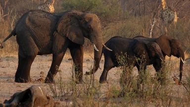 Namibia: 83 elephants among hundreds of wild animals set to be culled - with meat given to people hit by drought